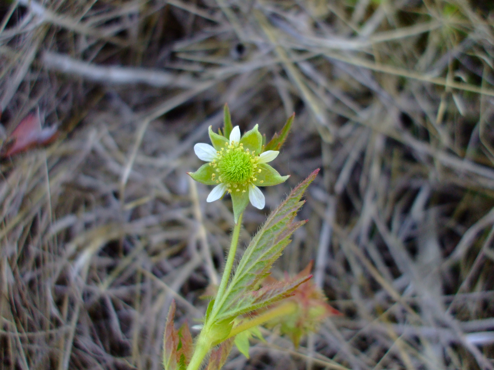 Geum laciniatum